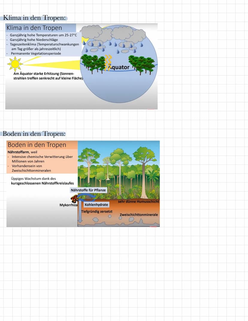 Geographie Lernzettel: Tropischer Regenwald
Wichtige Begriffe:
Nährstoffkreislauf - bezeichnet eine Zyklus, bei dem ein Nährelement von eine