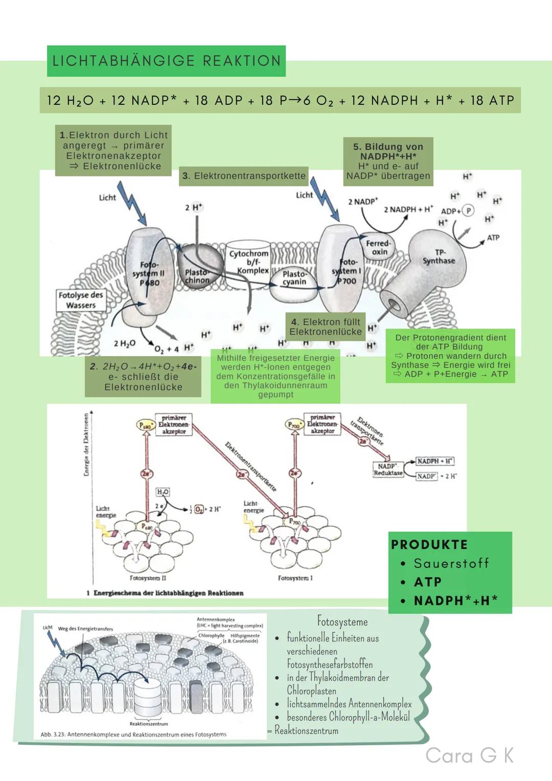 BIO-ABITUR
Zusammenfassung aller Themen
Cara G. K.
es
DA
CO2
02 INHALTSVERZEICHNIS
1. GRUNDWISSEN
• Mitochondrium
• Zellkern (Nucleus)
Chlor