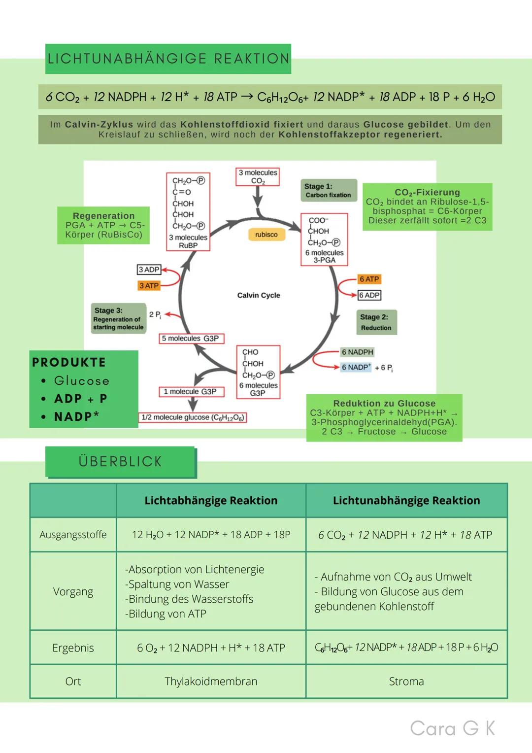 BIO-ABITUR
Zusammenfassung aller Themen
Cara G. K.
es
DA
CO2
02 INHALTSVERZEICHNIS
1. GRUNDWISSEN
• Mitochondrium
• Zellkern (Nucleus)
Chlor