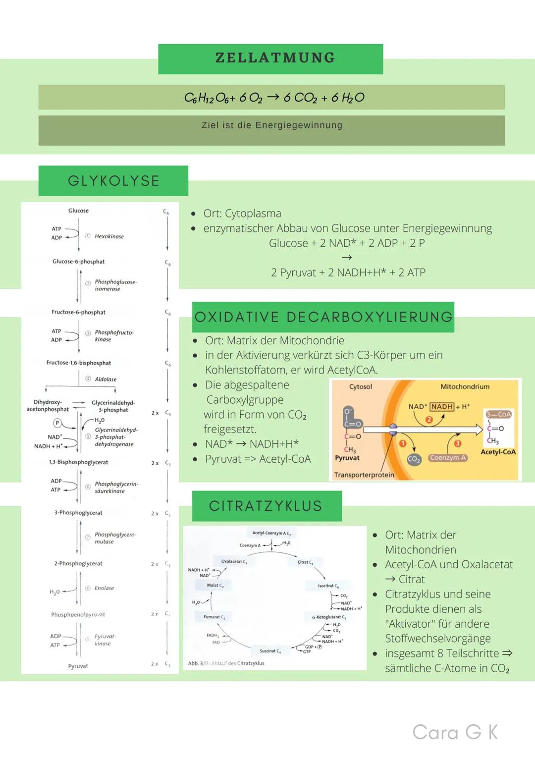 BIO-ABITUR
Zusammenfassung aller Themen
Cara G. K.
es
DA
CO2
02 INHALTSVERZEICHNIS
1. GRUNDWISSEN
• Mitochondrium
• Zellkern (Nucleus)
Chlor