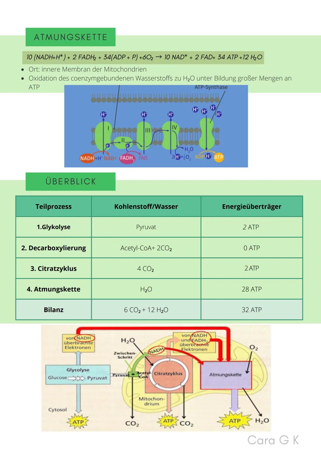 BIO-ABITUR
Zusammenfassung aller Themen
Cara G. K.
es
DA
CO2
02 INHALTSVERZEICHNIS
1. GRUNDWISSEN
• Mitochondrium
• Zellkern (Nucleus)
Chlor