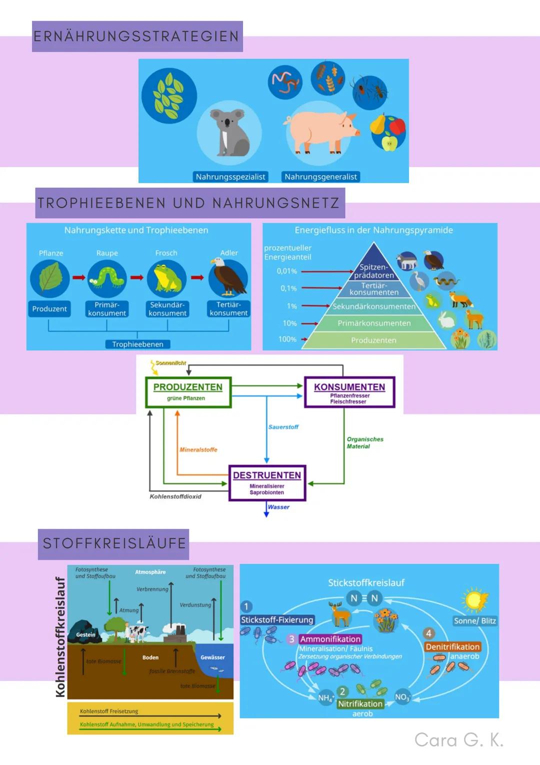 BIO-ABITUR
Zusammenfassung aller Themen
Cara G. K.
es
DA
CO2
02 INHALTSVERZEICHNIS
1. GRUNDWISSEN
• Mitochondrium
• Zellkern (Nucleus)
Chlor