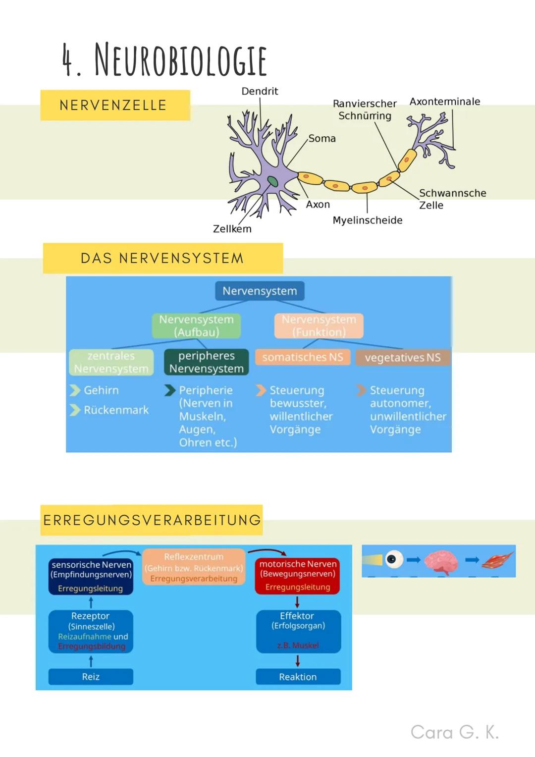 BIO-ABITUR
Zusammenfassung aller Themen
Cara G. K.
es
DA
CO2
02 INHALTSVERZEICHNIS
1. GRUNDWISSEN
• Mitochondrium
• Zellkern (Nucleus)
Chlor