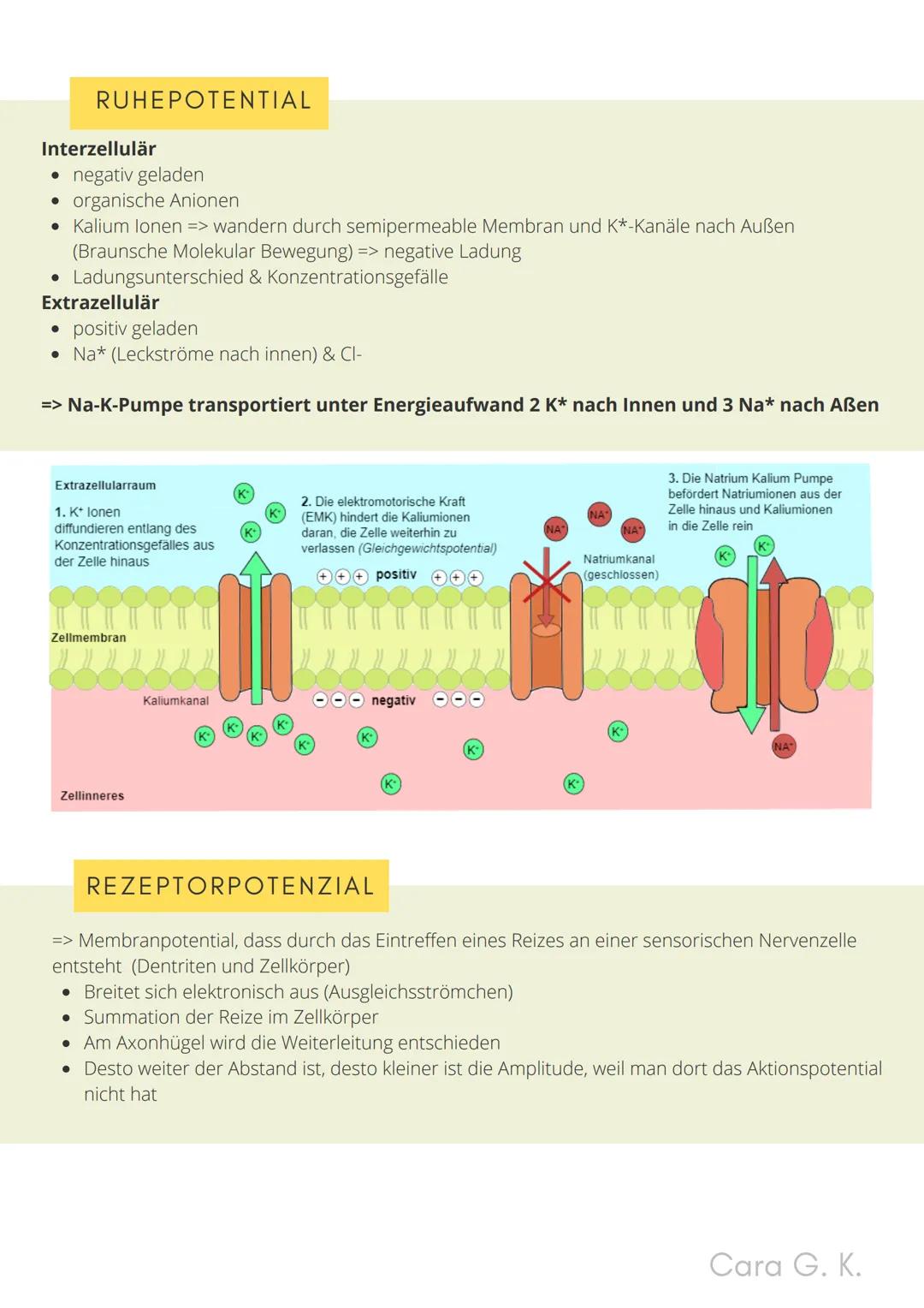 BIO-ABITUR
Zusammenfassung aller Themen
Cara G. K.
es
DA
CO2
02 INHALTSVERZEICHNIS
1. GRUNDWISSEN
• Mitochondrium
• Zellkern (Nucleus)
Chlor