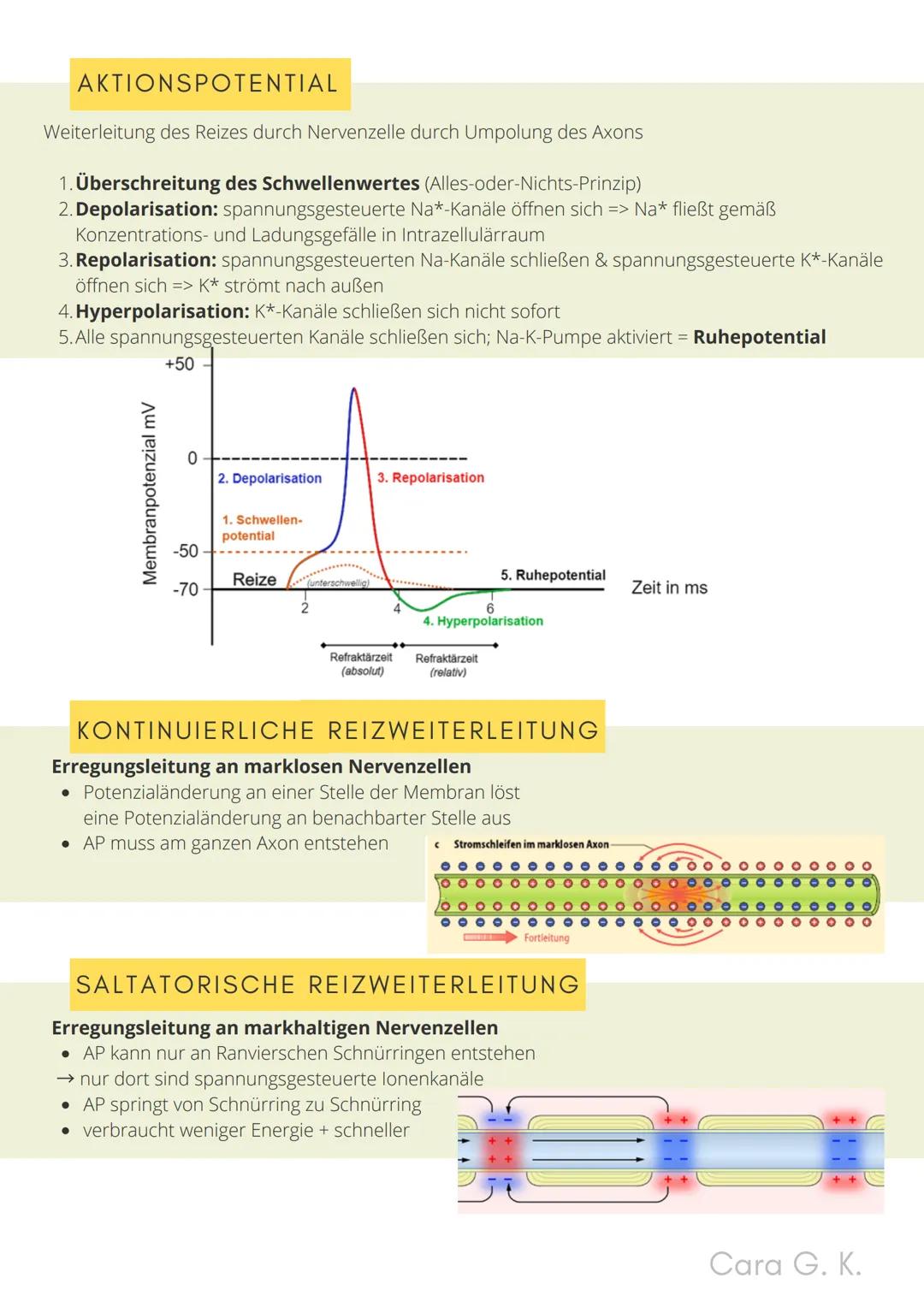 BIO-ABITUR
Zusammenfassung aller Themen
Cara G. K.
es
DA
CO2
02 INHALTSVERZEICHNIS
1. GRUNDWISSEN
• Mitochondrium
• Zellkern (Nucleus)
Chlor