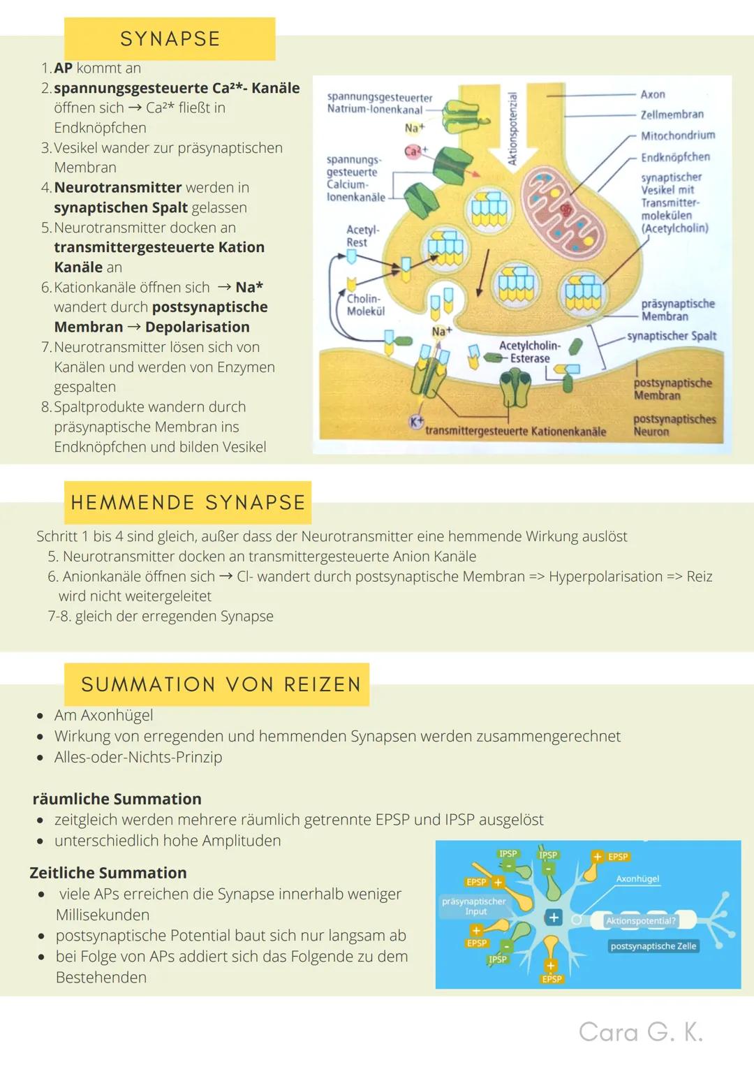 BIO-ABITUR
Zusammenfassung aller Themen
Cara G. K.
es
DA
CO2
02 INHALTSVERZEICHNIS
1. GRUNDWISSEN
• Mitochondrium
• Zellkern (Nucleus)
Chlor