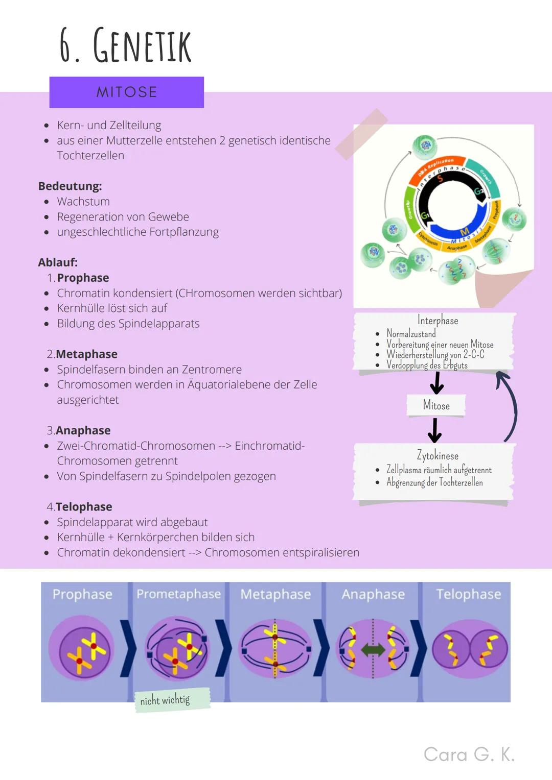 BIO-ABITUR
Zusammenfassung aller Themen
Cara G. K.
es
DA
CO2
02 INHALTSVERZEICHNIS
1. GRUNDWISSEN
• Mitochondrium
• Zellkern (Nucleus)
Chlor