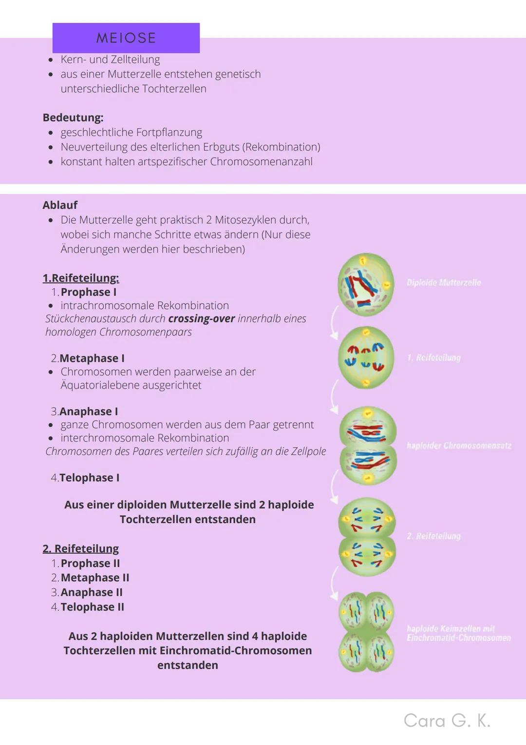 BIO-ABITUR
Zusammenfassung aller Themen
Cara G. K.
es
DA
CO2
02 INHALTSVERZEICHNIS
1. GRUNDWISSEN
• Mitochondrium
• Zellkern (Nucleus)
Chlor