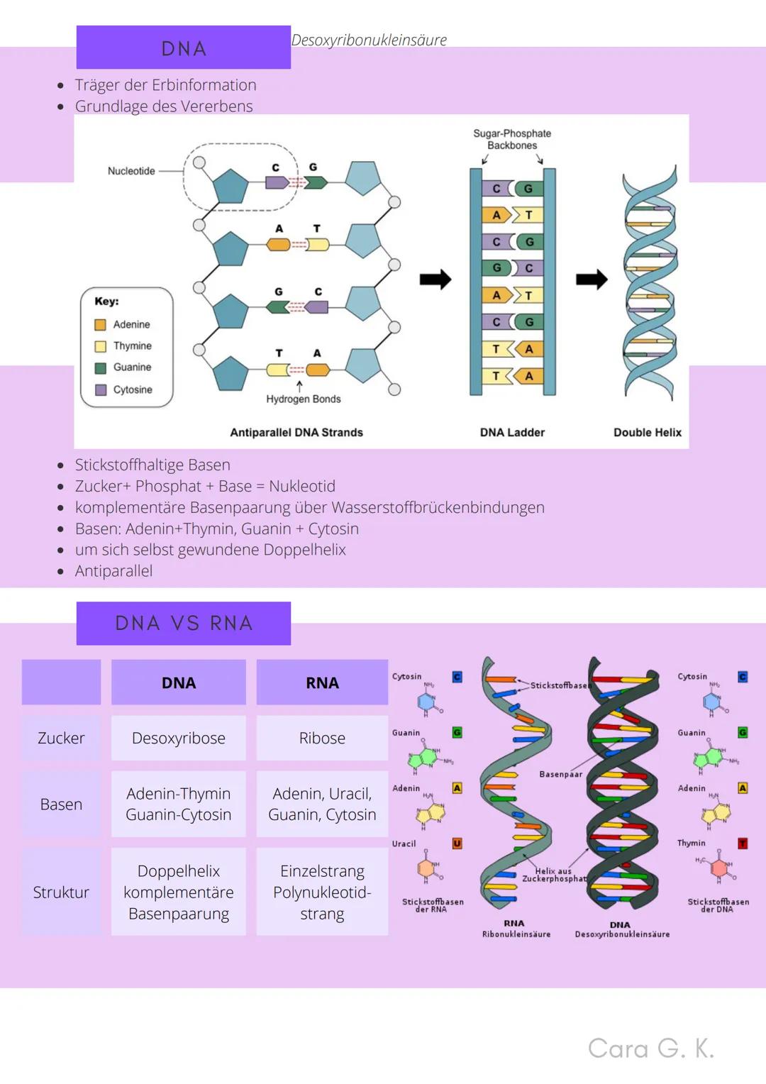 BIO-ABITUR
Zusammenfassung aller Themen
Cara G. K.
es
DA
CO2
02 INHALTSVERZEICHNIS
1. GRUNDWISSEN
• Mitochondrium
• Zellkern (Nucleus)
Chlor