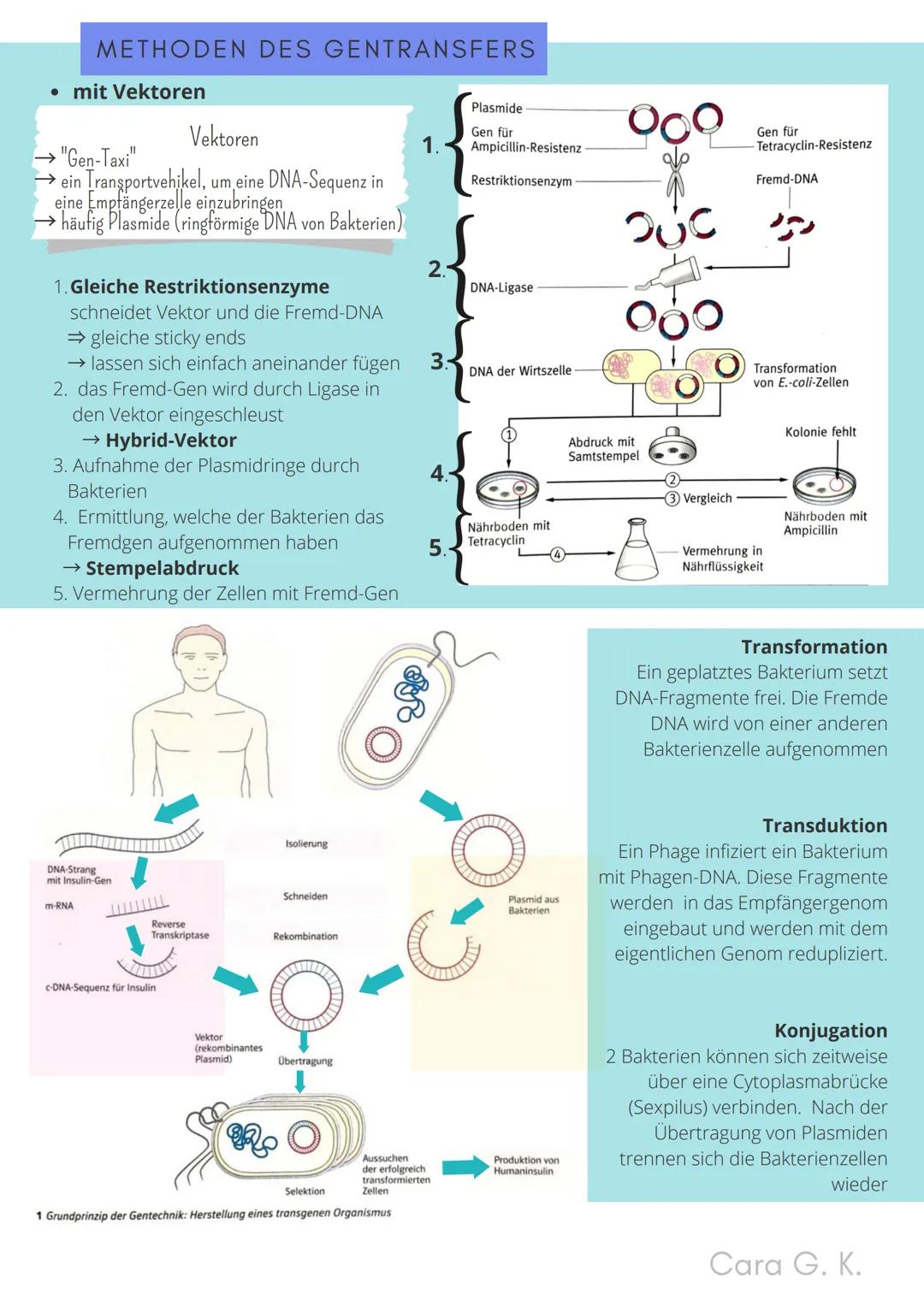 BIO-ABITUR
Zusammenfassung aller Themen
Cara G. K.
es
DA
CO2
02 INHALTSVERZEICHNIS
1. GRUNDWISSEN
• Mitochondrium
• Zellkern (Nucleus)
Chlor