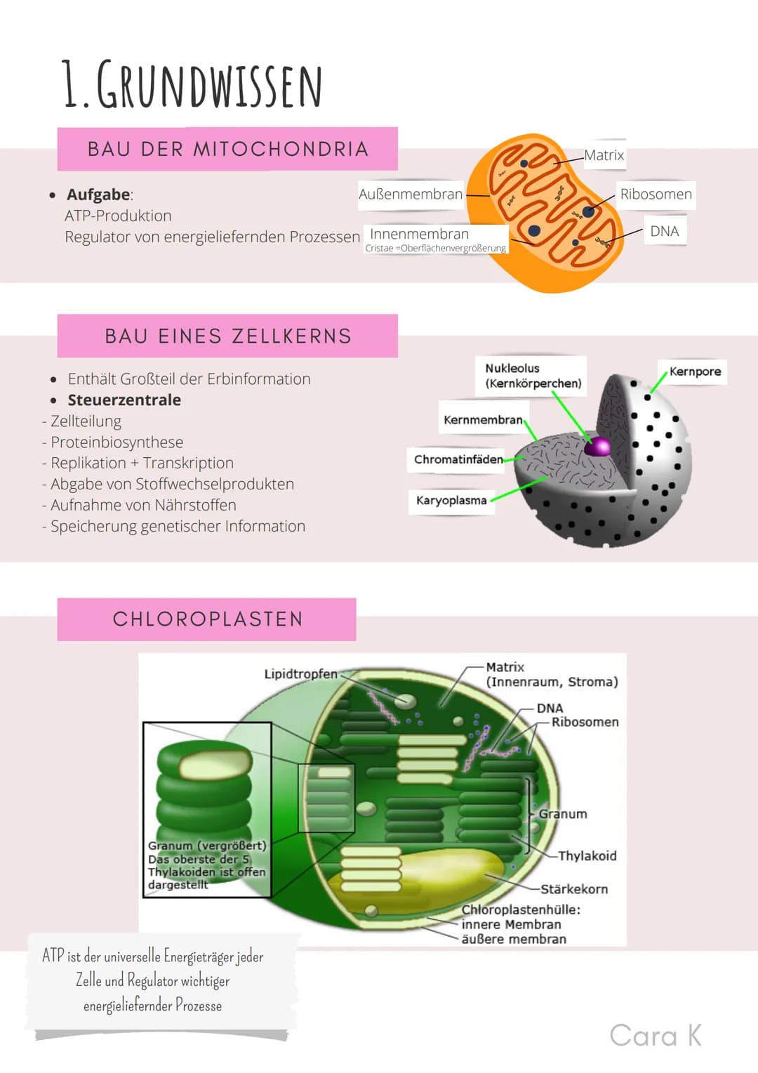 BIO-ABITUR
Zusammenfassung aller Themen
Cara G. K.
es
DA
CO2
02 INHALTSVERZEICHNIS
1. GRUNDWISSEN
• Mitochondrium
• Zellkern (Nucleus)
Chlor