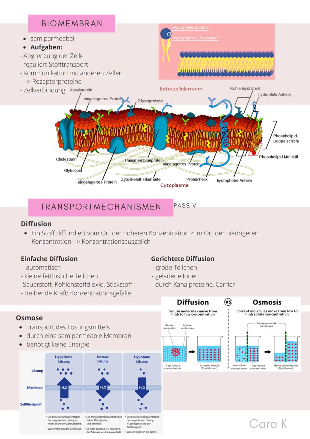 BIO-ABITUR
Zusammenfassung aller Themen
Cara G. K.
es
DA
CO2
02 INHALTSVERZEICHNIS
1. GRUNDWISSEN
• Mitochondrium
• Zellkern (Nucleus)
Chlor