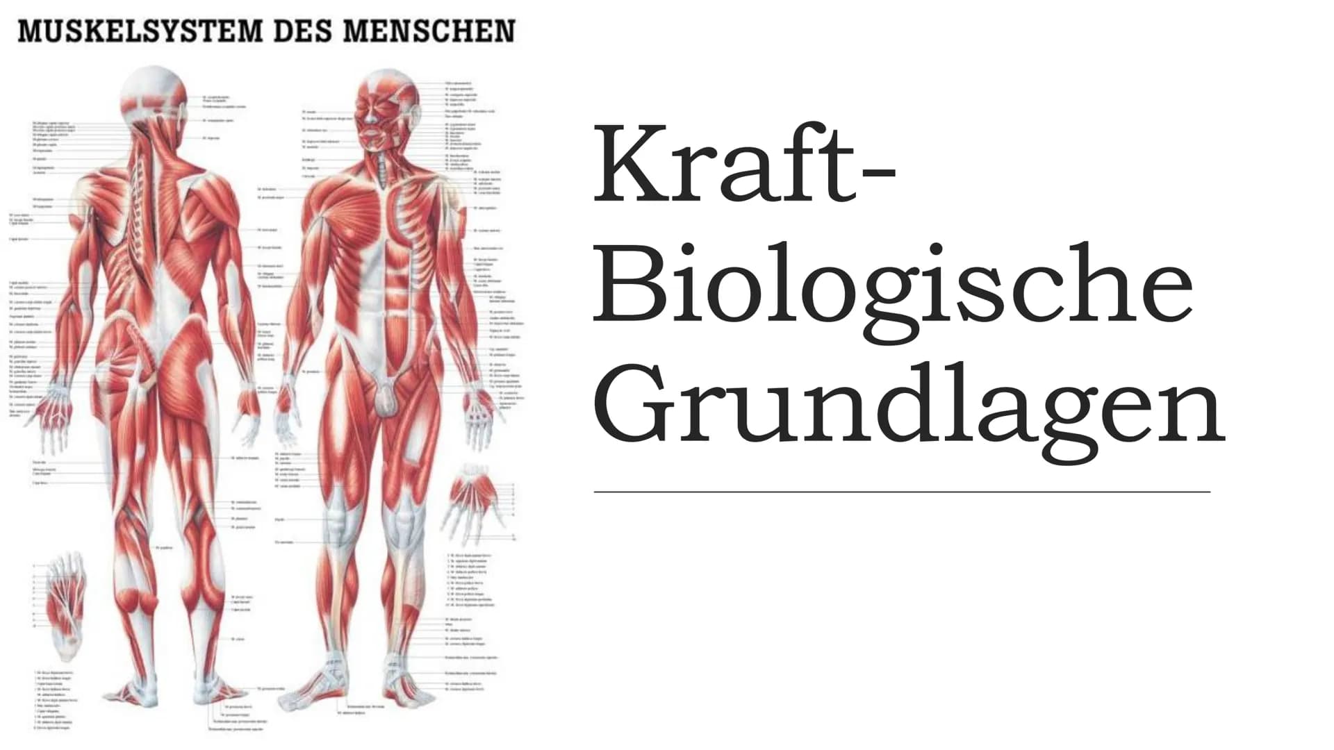 MUSKELSYSTEM DES MENSCHEN
Kraft-
Biologische
Grundlagen 1. Arbeitsweisen der Muskulatur
-Motorische Einheit: Nervenzelle in Verbindung mit d