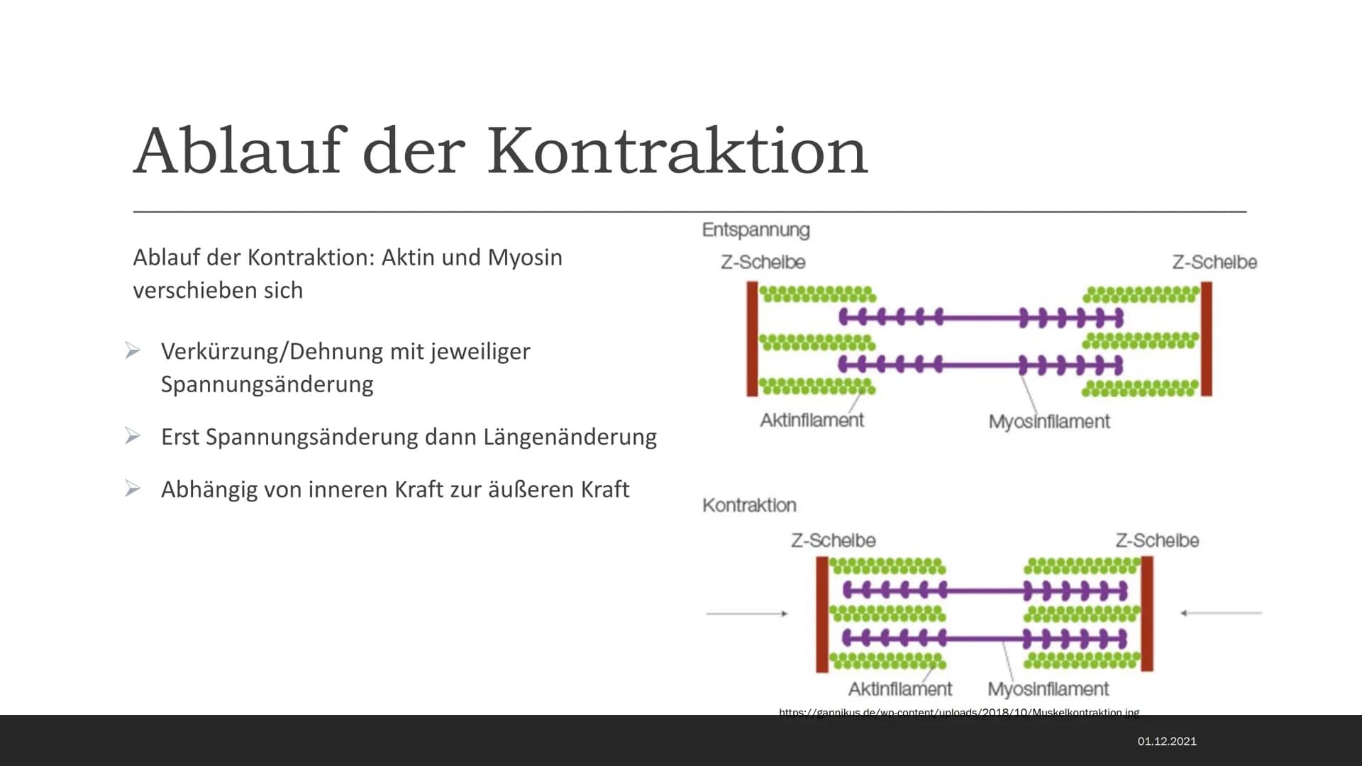 MUSKELSYSTEM DES MENSCHEN
Kraft-
Biologische
Grundlagen 1. Arbeitsweisen der Muskulatur
-Motorische Einheit: Nervenzelle in Verbindung mit d