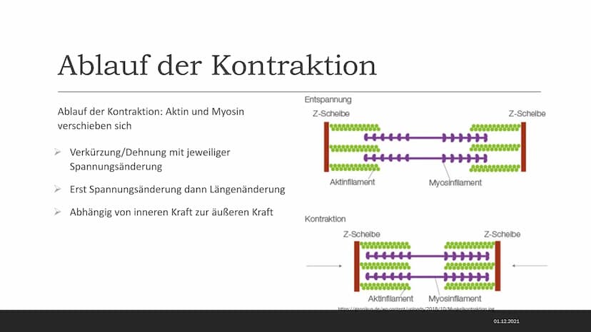 MUSKELSYSTEM DES MENSCHEN
Kraft-
Biologische
Grundlagen 1. Arbeitsweisen der Muskulatur
-Motorische Einheit: Nervenzelle in Verbindung mit d
