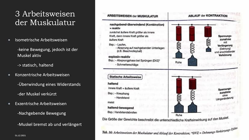MUSKELSYSTEM DES MENSCHEN
Kraft-
Biologische
Grundlagen 1. Arbeitsweisen der Muskulatur
-Motorische Einheit: Nervenzelle in Verbindung mit d