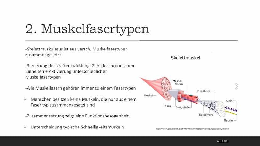 MUSKELSYSTEM DES MENSCHEN
Kraft-
Biologische
Grundlagen 1. Arbeitsweisen der Muskulatur
-Motorische Einheit: Nervenzelle in Verbindung mit d