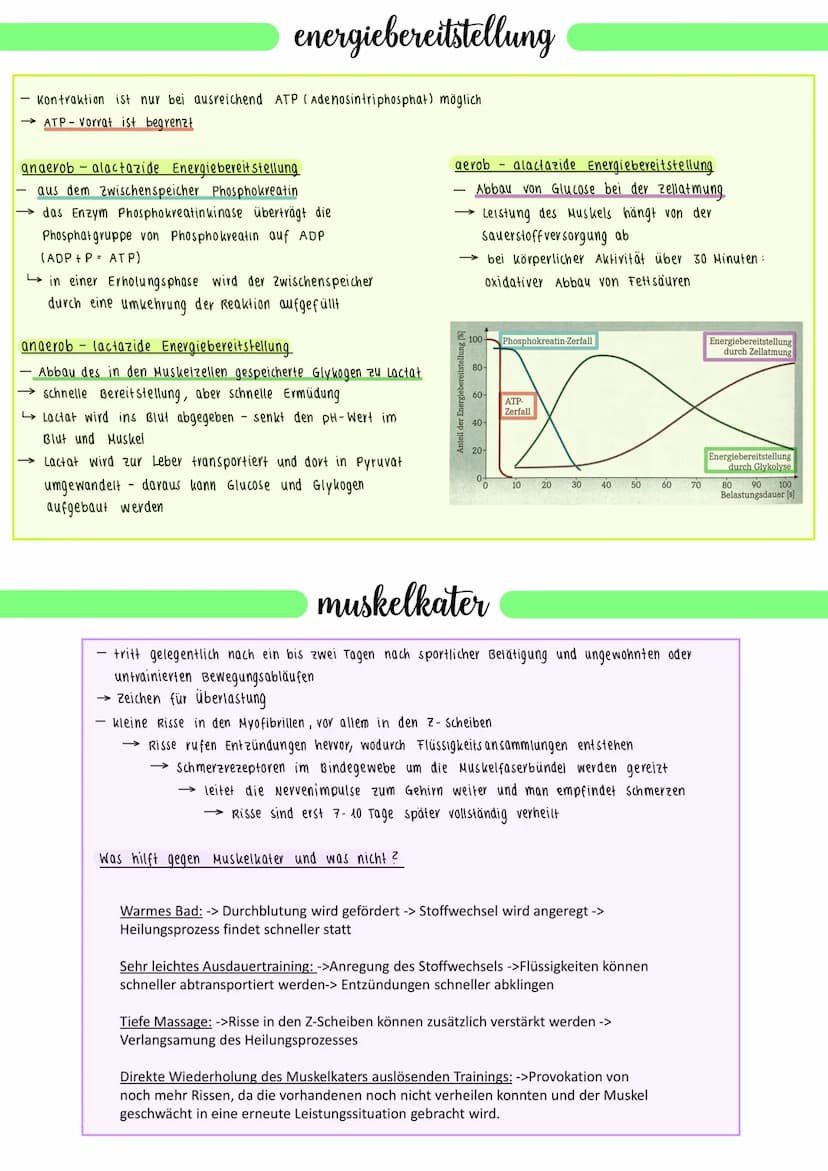 muskeln
grund- und leistungsumsatz
Grundumsatz: Energiemenge, die der Mensch pro Tag bei völliger Ruhe zur Aufrechterhaltung
seiner Körperte