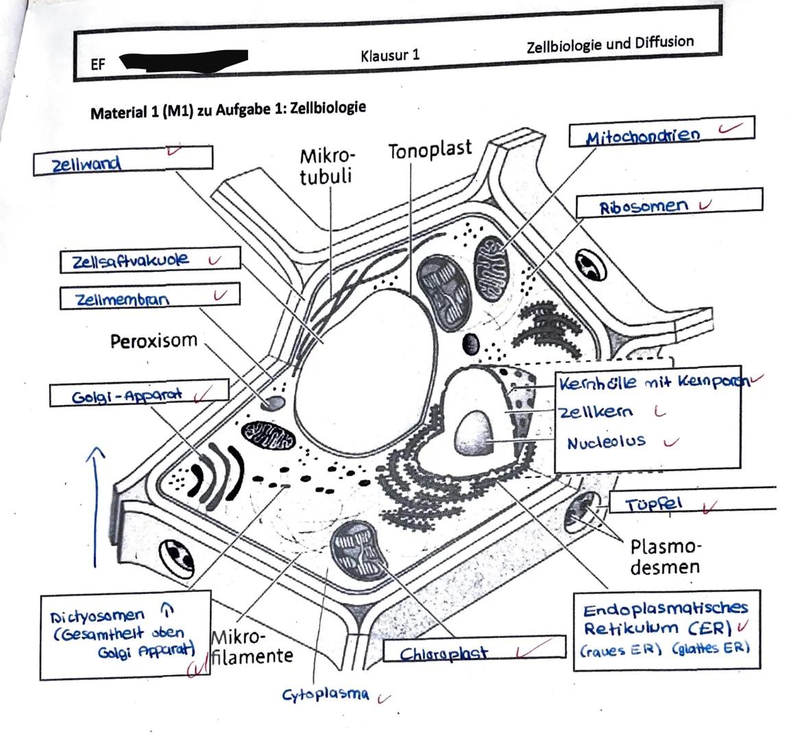 EF
Name: D
Klausur 1
Zellbiologie und Diffusion
08.12.2020
Aufgabe 1: Zellbiologie
1.1 Beschriften Sie die Abbildung einer Zelle in M1.
1.2 