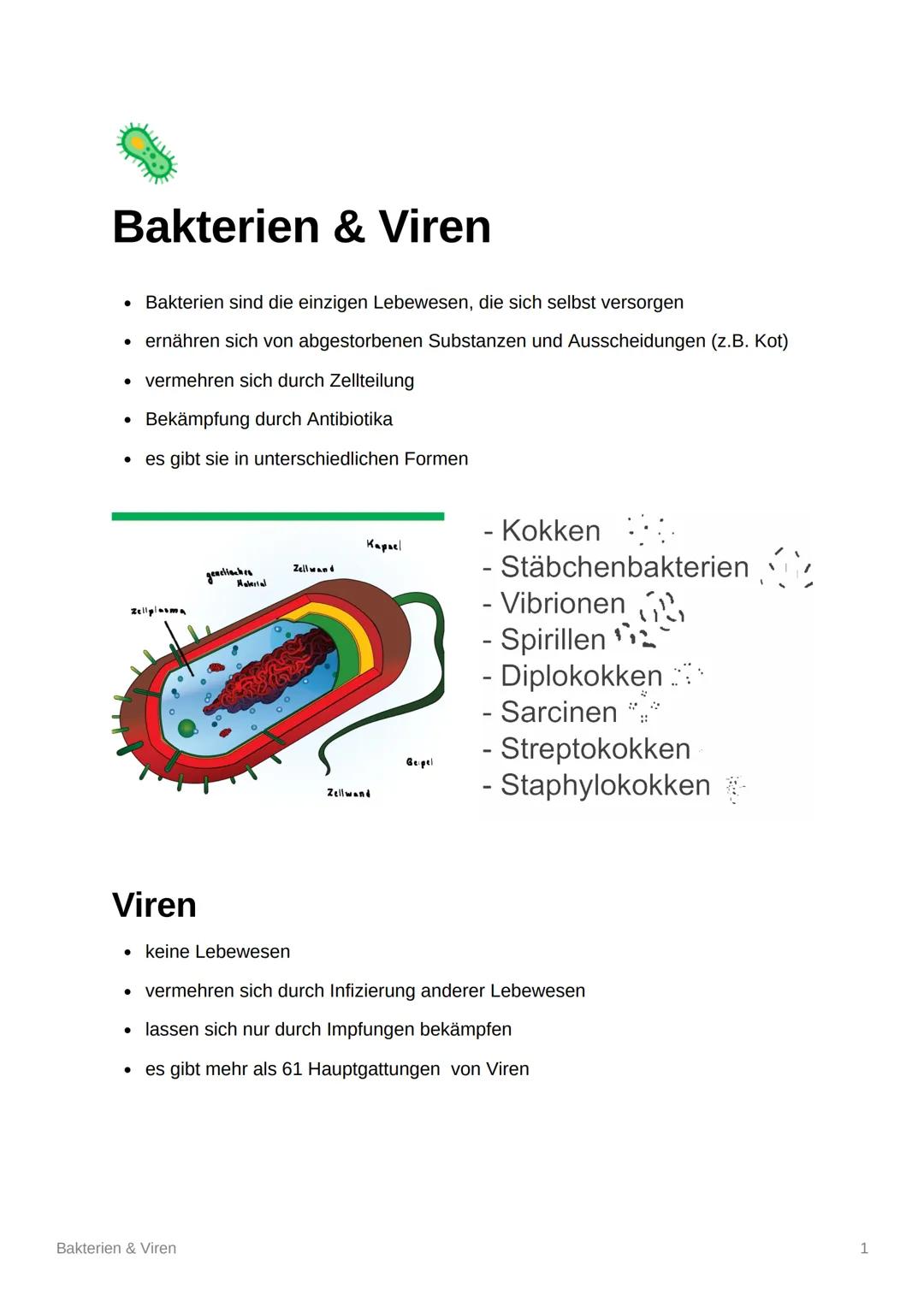 Bakterien & Viren
• Bakterien sind die einzigen Lebewesen, die sich selbst versorgen
• ernähren sich von abgestorbenen Substanzen und Aussch