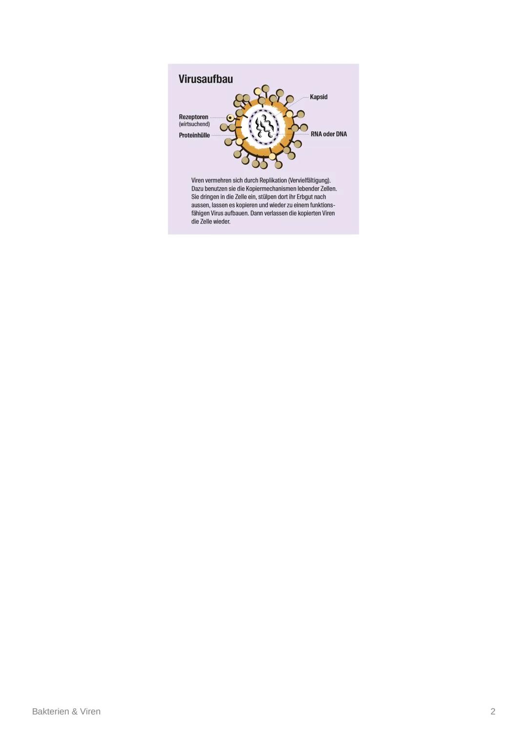 Bakterien & Viren
• Bakterien sind die einzigen Lebewesen, die sich selbst versorgen
• ernähren sich von abgestorbenen Substanzen und Aussch