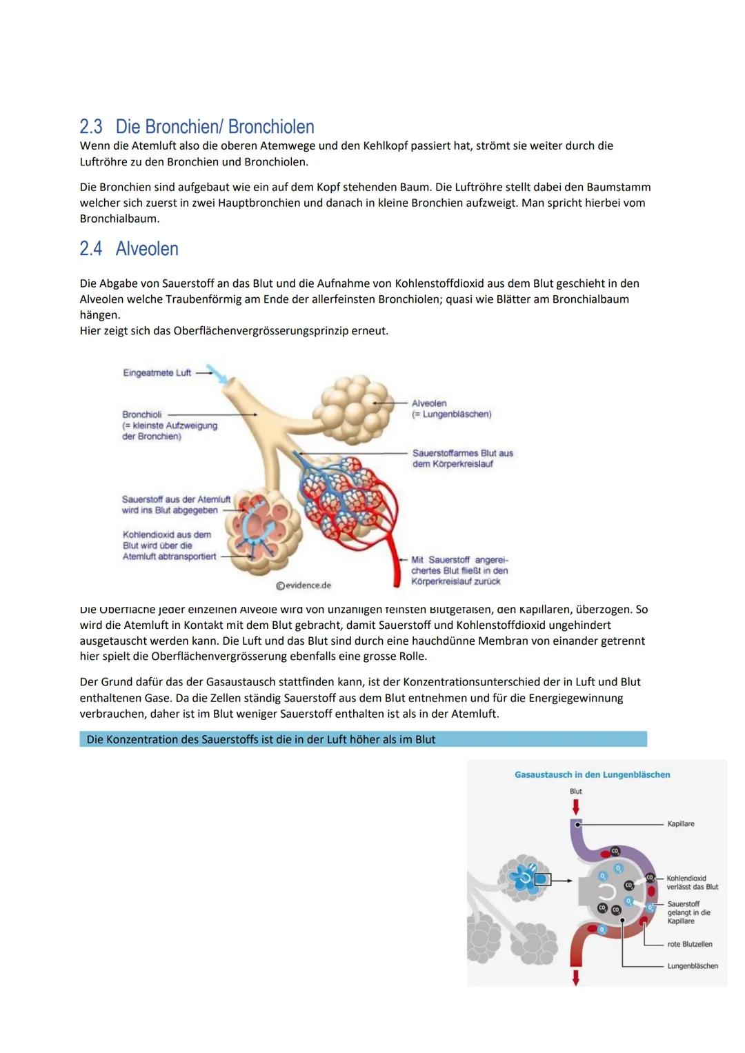 # B.4

Atmung

Alisha Schäfli # 1 Inhaltsverzeichnis

1Inhaltsverzeichnis ..................................................................