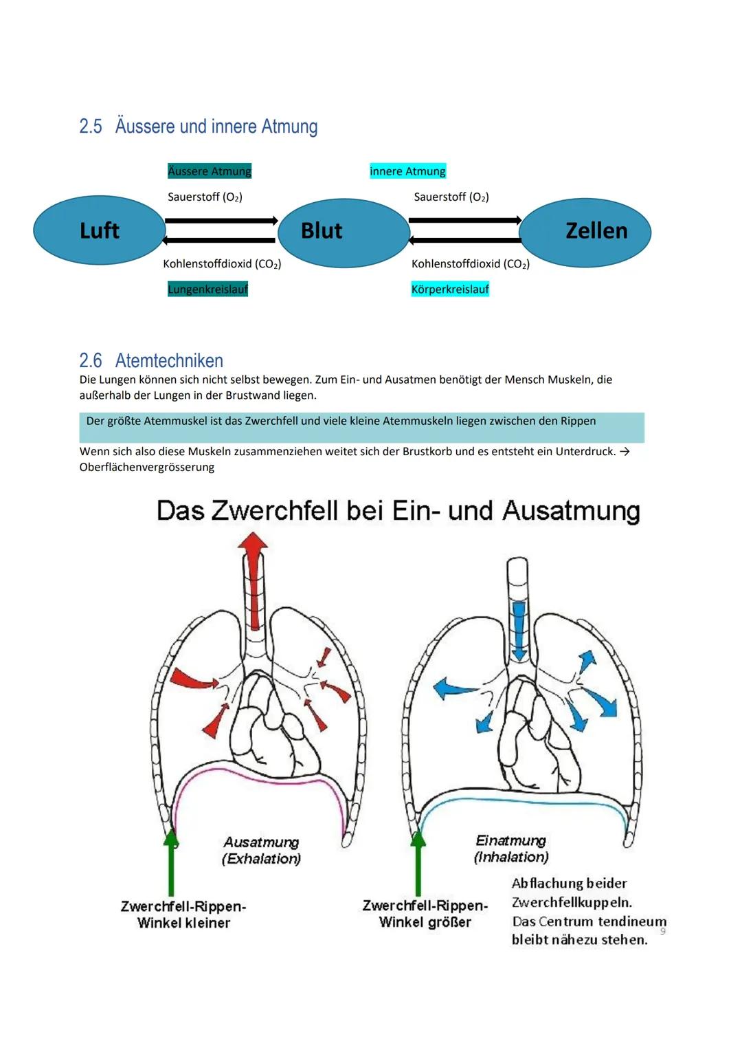 # B.4

Atmung

Alisha Schäfli # 1 Inhaltsverzeichnis

1Inhaltsverzeichnis ..................................................................