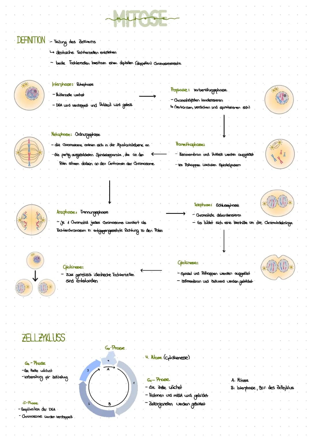 Meiose und Mitose 