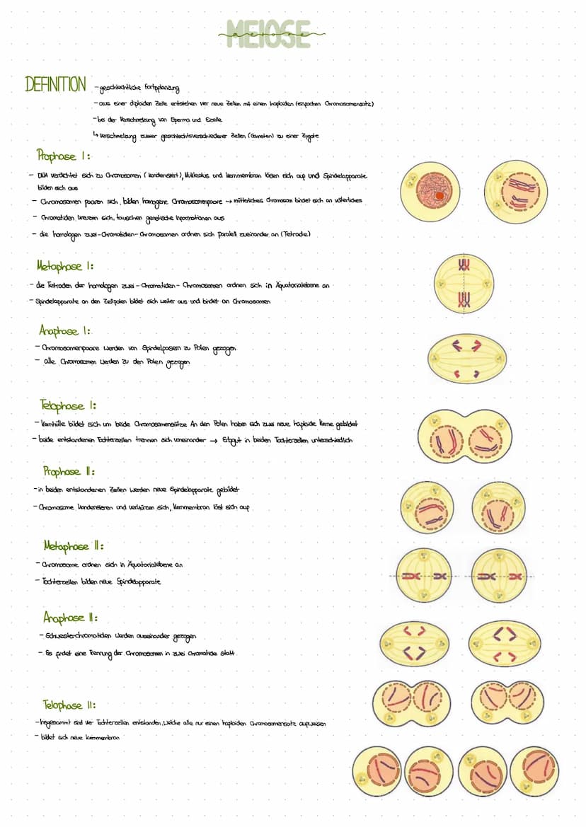 DEFINITION -Teilung des Zelluerns
LE
必
↳dentische Tochterzellen entstehen
- beide Tochterzellen besitzen einen dipladen (doppelten) Chromoso