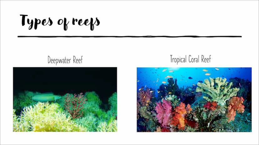 GREAT BARRIER REEF
Hi everyone, and welcome to my presentation about the Great Barrier Reef.
My presentation is divided into 7 parts and at 
