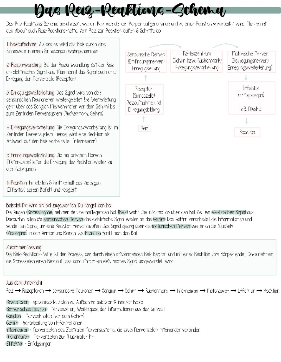 Das Reiz-Reaktions-Schema