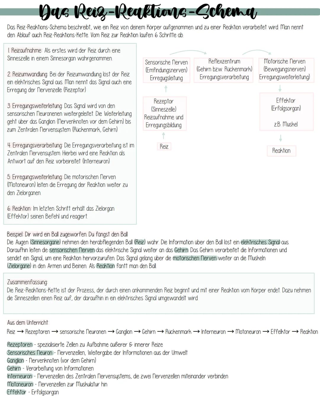 Dac Reiz-Reaktions-Schema
Das Reiz-Reaktions-Schema beschreibt, wie ein Reiz von deinem Körper aufgenommen und zu einer Reaktion verarbeitet
