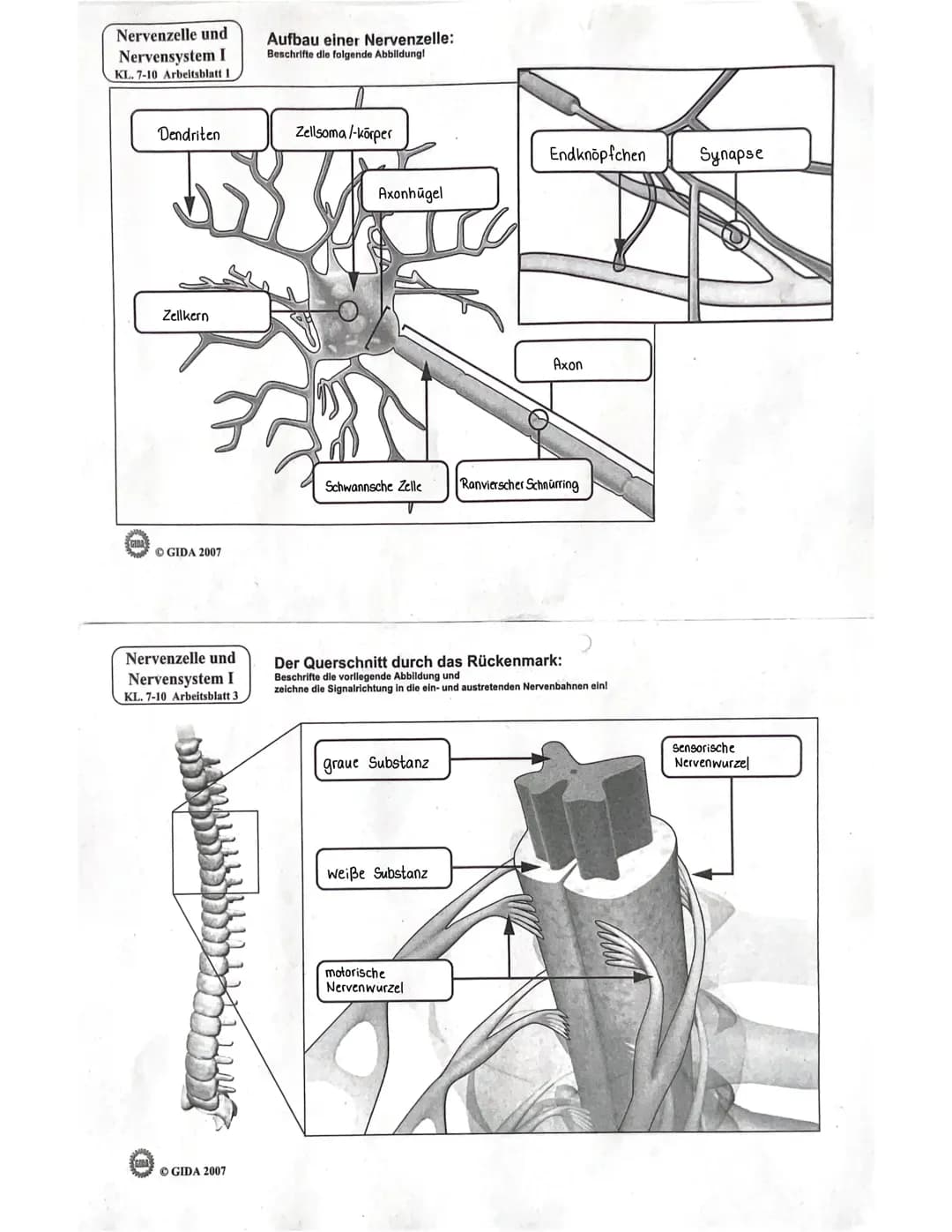 Nervensystem