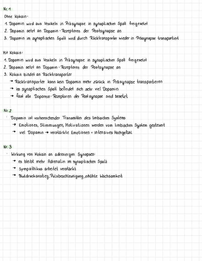 Nervenzelle und
Nervensystem I
KL. 7-10 Arbeitsblatt 1
GIDA
Dendriten
GIDA
Zellkern
31
GIDA 2007
Nervenzelle und
Nervensystem I
KL. 7-10 Arb