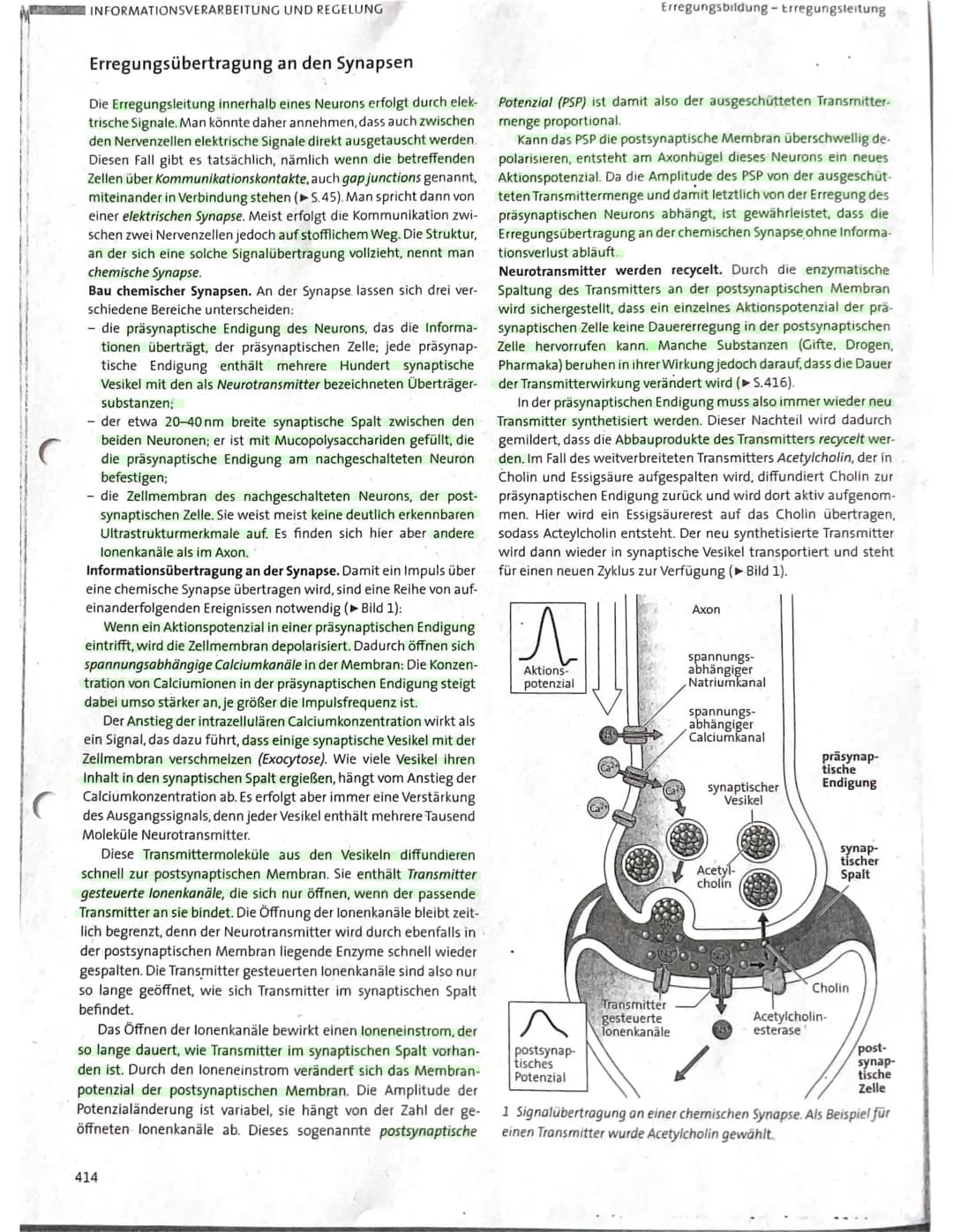 Nervenzelle und
Nervensystem I
KL. 7-10 Arbeitsblatt 1
GIDA
Dendriten
GIDA
Zellkern
31
GIDA 2007
Nervenzelle und
Nervensystem I
KL. 7-10 Arb