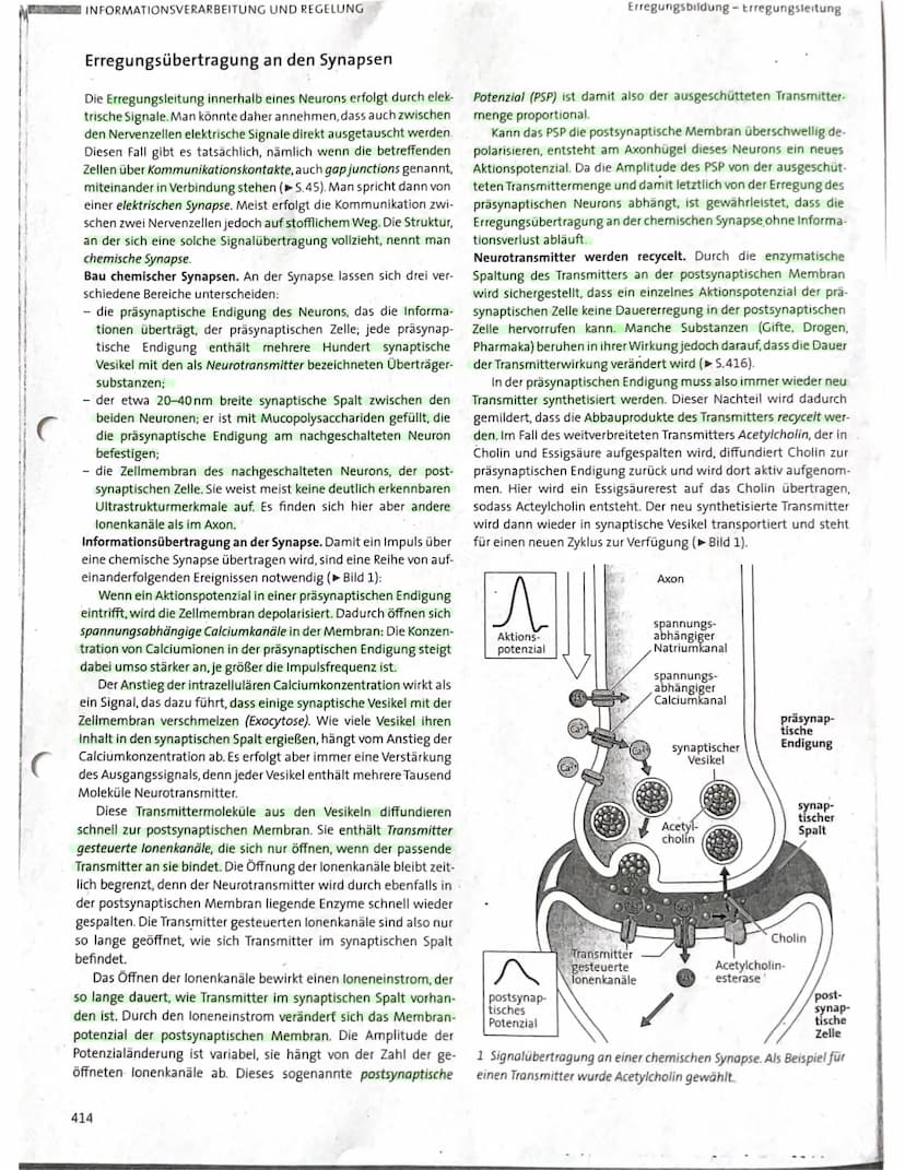 Nervenzelle und
Nervensystem I
KL. 7-10 Arbeitsblatt 1
GIDA
Dendriten
GIDA
Zellkern
31
GIDA 2007
Nervenzelle und
Nervensystem I
KL. 7-10 Arb