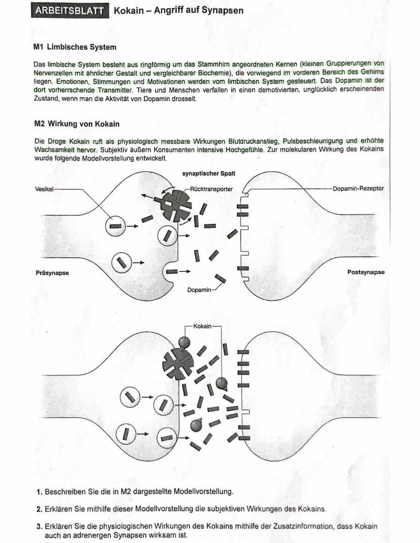 Nervenzelle und
Nervensystem I
KL. 7-10 Arbeitsblatt 1
GIDA
Dendriten
GIDA
Zellkern
31
GIDA 2007
Nervenzelle und
Nervensystem I
KL. 7-10 Arb