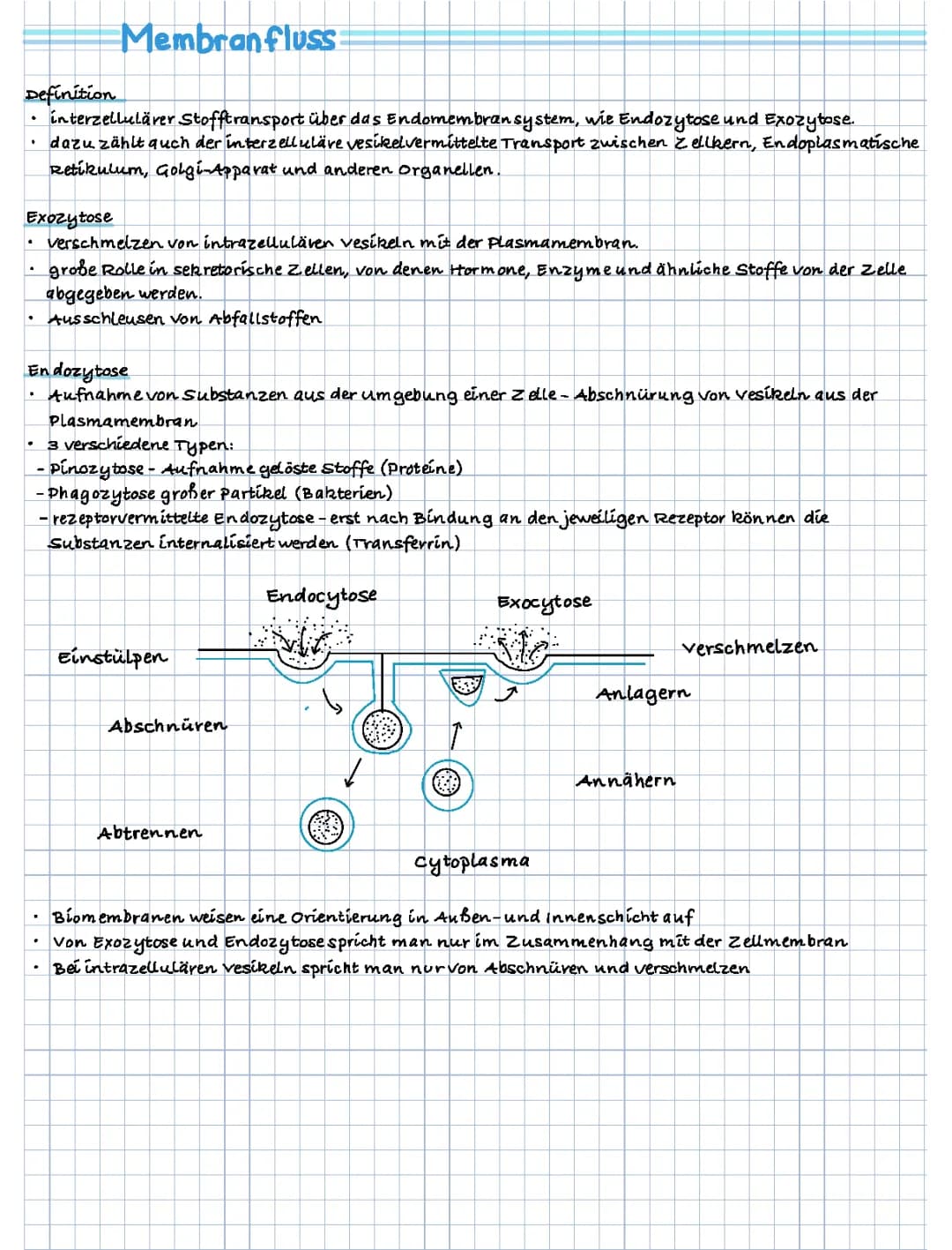 Membranfluss 