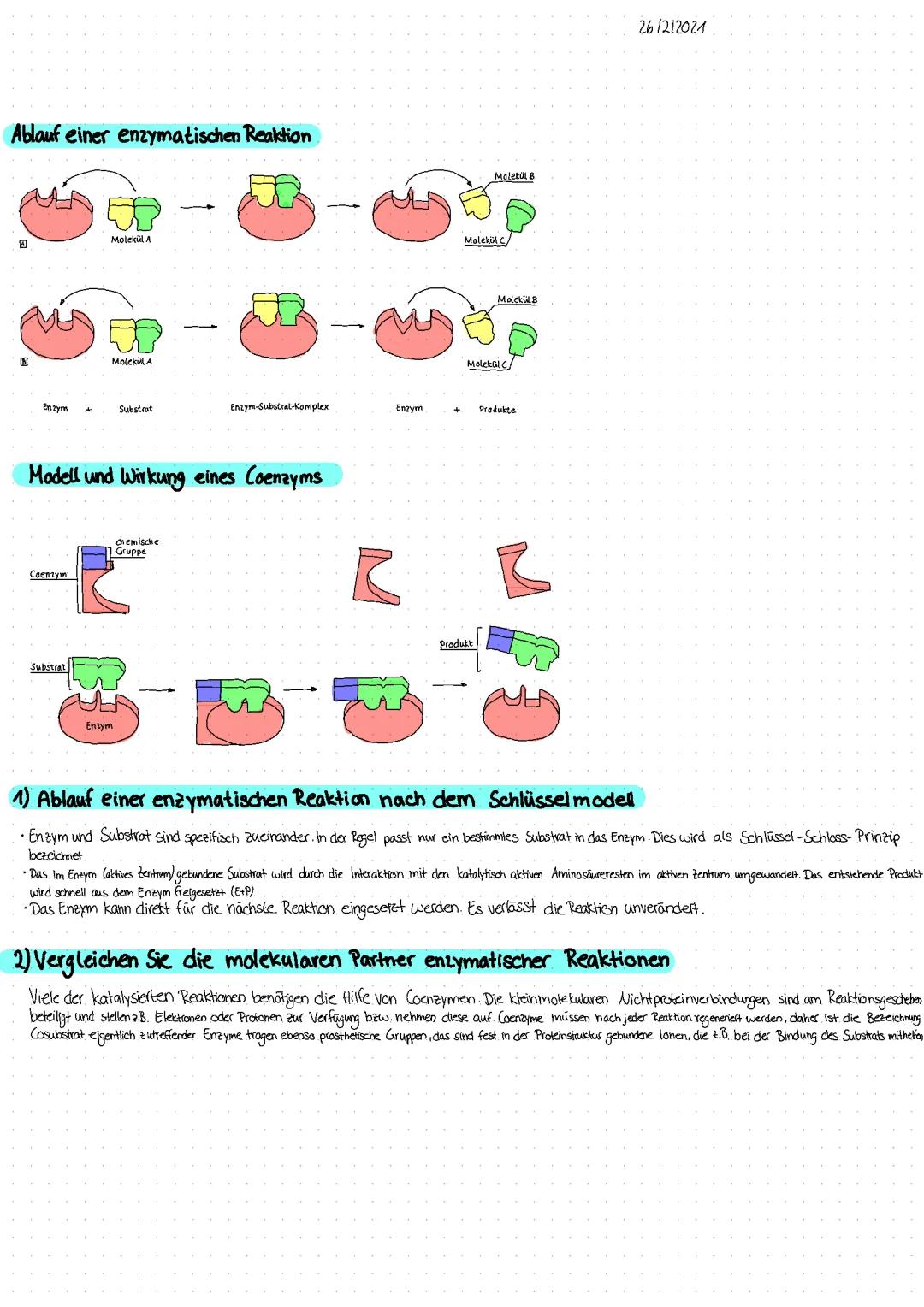 Ablauf einer enzymatischen Reaktion einfach erklärt - Enzym-Substrat-Komplex und das Schlüssel-Schloss-Prinzip für Kinder