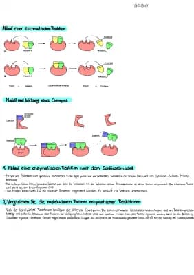 Know enzymatische Reaktionen thumbnail