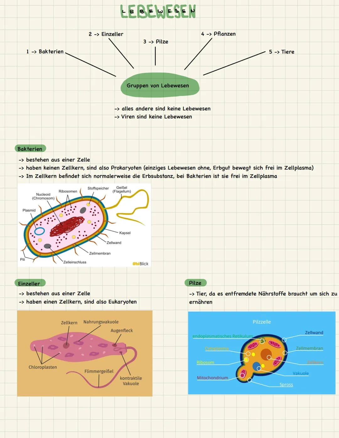  1. Lebewesen
2. Die Zelle
3. Fette & Lipide
4. Membranmodelle
5. Biomembran
6. Zytose & ATP
Themenübersicht 1 -> Bakterien
Bakterien
Pili
N