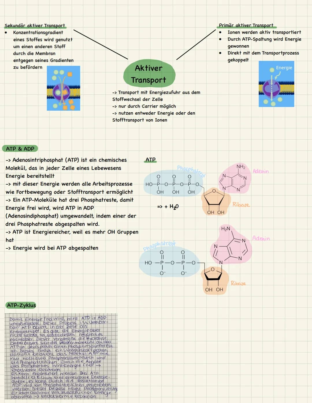 1. Lebewesen
2. Die Zelle
3. Fette & Lipide
4. Membranmodelle
5. Biomembran
6. Zytose & ATP
Themenübersicht 1 -> Bakterien
Bakterien
Pili
N