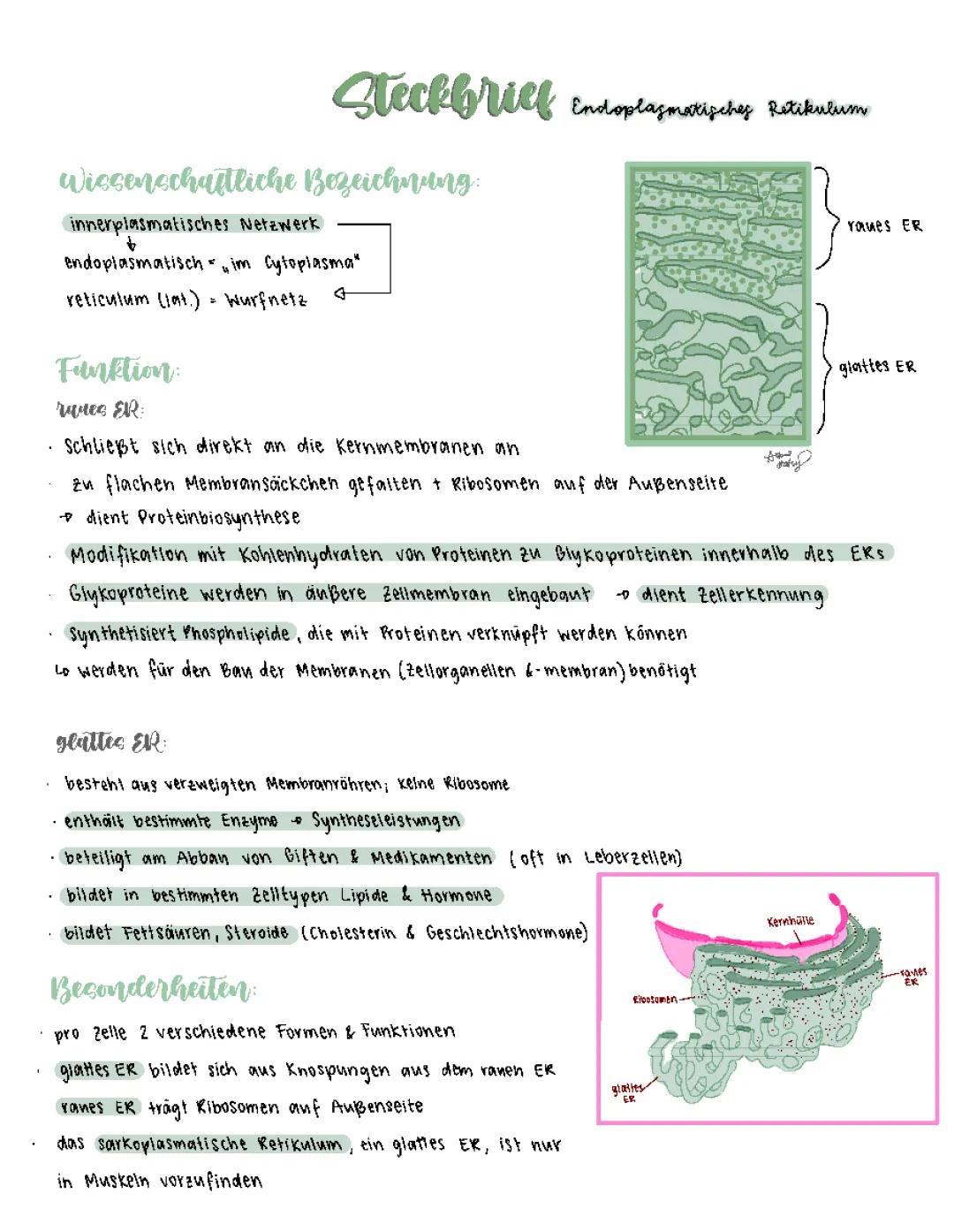 Endoplasmatisches Retikulum 
