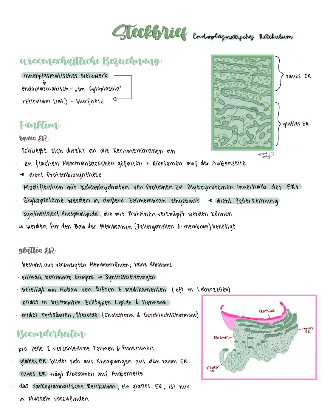 Steckbrief Endoplasmatisches Retikulum
Wissenschaftliche Bezeichnung:
innerplasmatisches Netzwerk
↓
endoplasmatisch = " im Cytoplasma"
retic