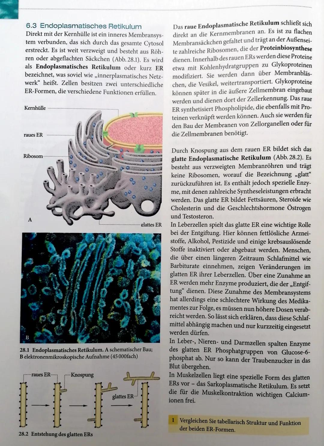 Steckbrief Endoplasmatisches Retikulum
Wissenschaftliche Bezeichnung:
innerplasmatisches Netzwerk
↓
endoplasmatisch = " im Cytoplasma"
retic