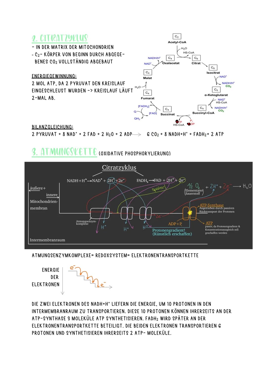 ZELLATMUNG
=FORM DER DISSIMILATION
- IN MITOCHONDRIEN
- VOLLSTÄNDIGER ABBAU ENERGIEREICHER STOFFE IN CO2 UND WASSER
- IN ALLEN EUKARYOTEN (T