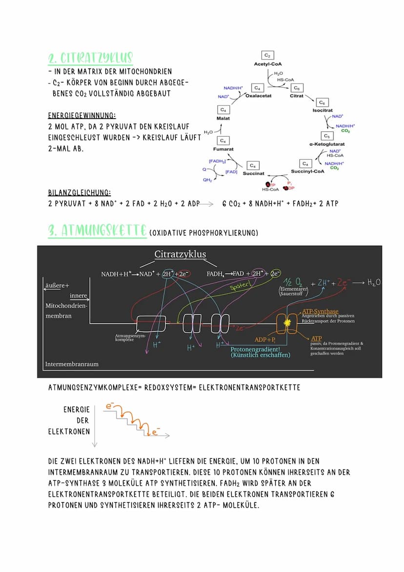 ZELLATMUNG
=FORM DER DISSIMILATION
- IN MITOCHONDRIEN
- VOLLSTÄNDIGER ABBAU ENERGIEREICHER STOFFE IN CO2 UND WASSER
- IN ALLEN EUKARYOTEN (T