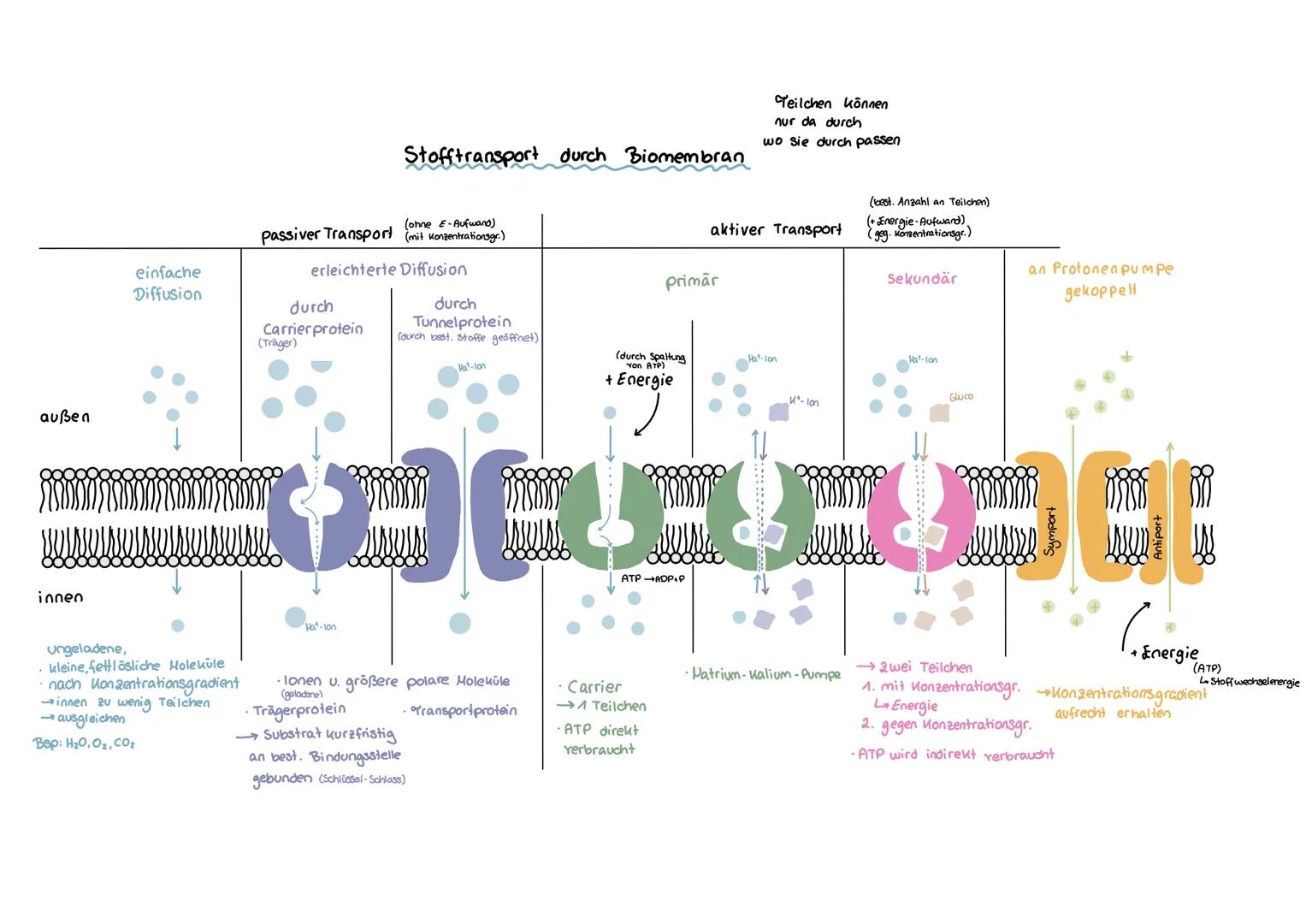 Stofftransport durch Biomembran

Teilchen können
nur da durch
wo sie durch passen

passiver Transport (ohne E-Aufwand) (mit Konzentrationsgr