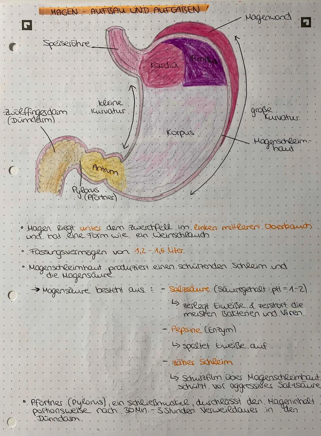 WEG DER NAHRUNG
Mundhöhle →→→ Speiseröhre Magen /pförtner 7
↳ Zwölffingerdarm Leerdasm→→→→ Krummdarm
-> Blinddasm aufsteigender Dickdasm
> -