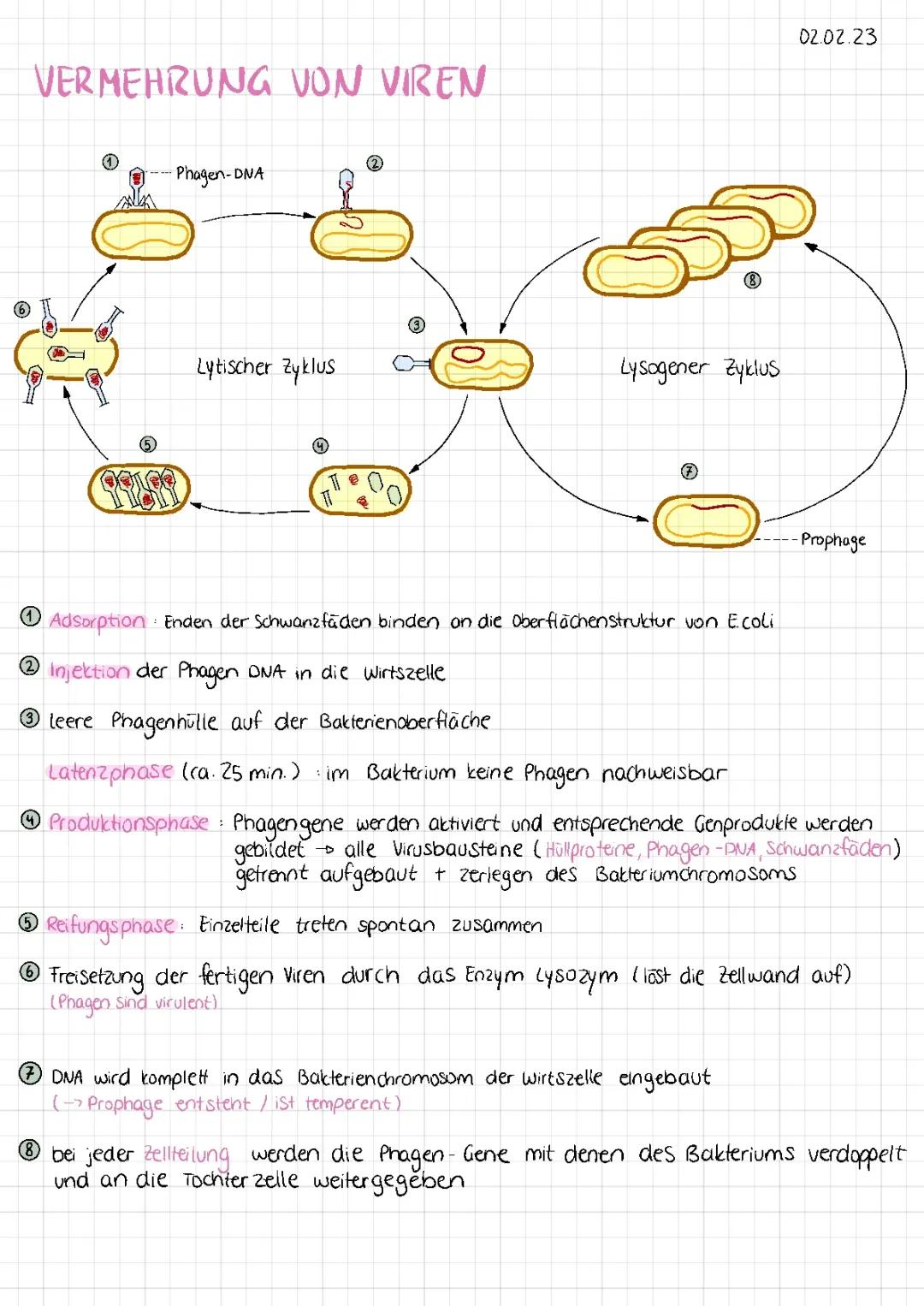 Vermehrung von Viren 